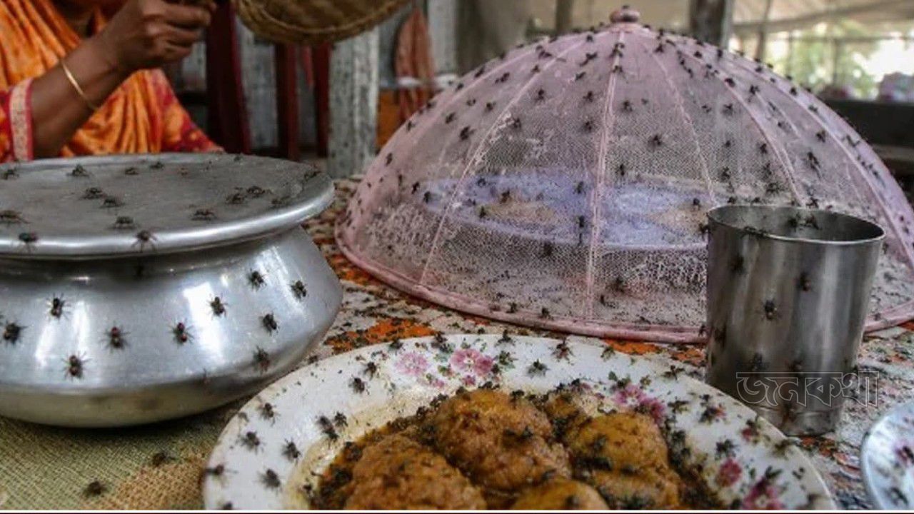মাছির যন্ত্রণায় অতিষ্ঠ গ্রামবাসী, আদালতে যাওয়ার হুঁশিয়ারি!
