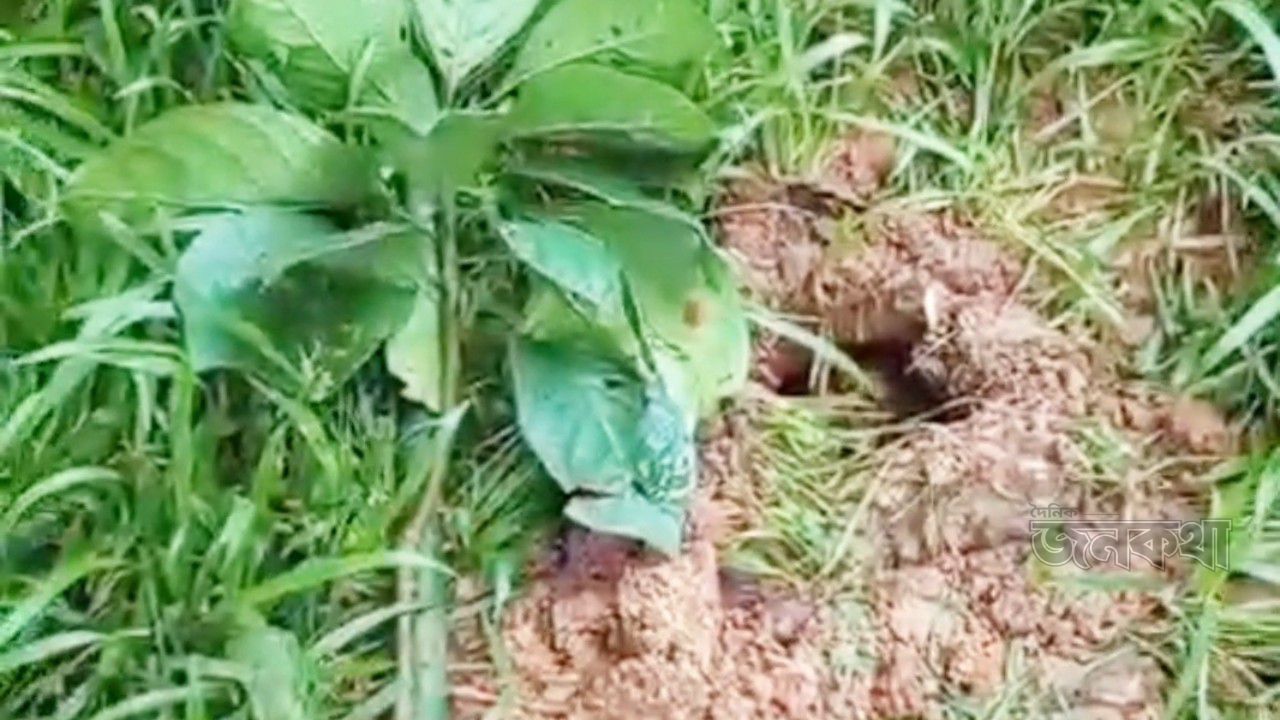 রাতের আঁধারে স্বপ্নভঙ্গ: বড়গাঁও গ্রামে মনির হোসেনের লটকন বাগান কাটার নির্মমতা